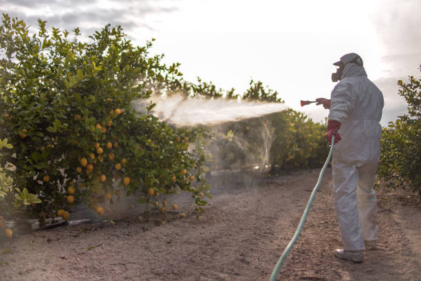 Best Wasp Removal Services  in Marion, SC