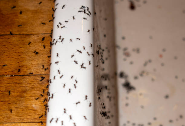 Trusted Marion, SC Pest Control Experts