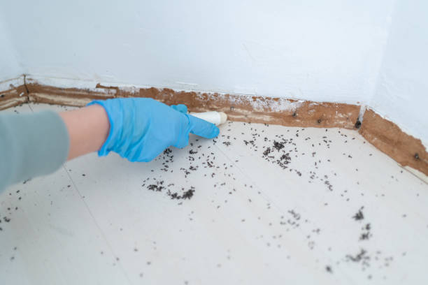 Best Cockroach Control Services  in Marion, SC